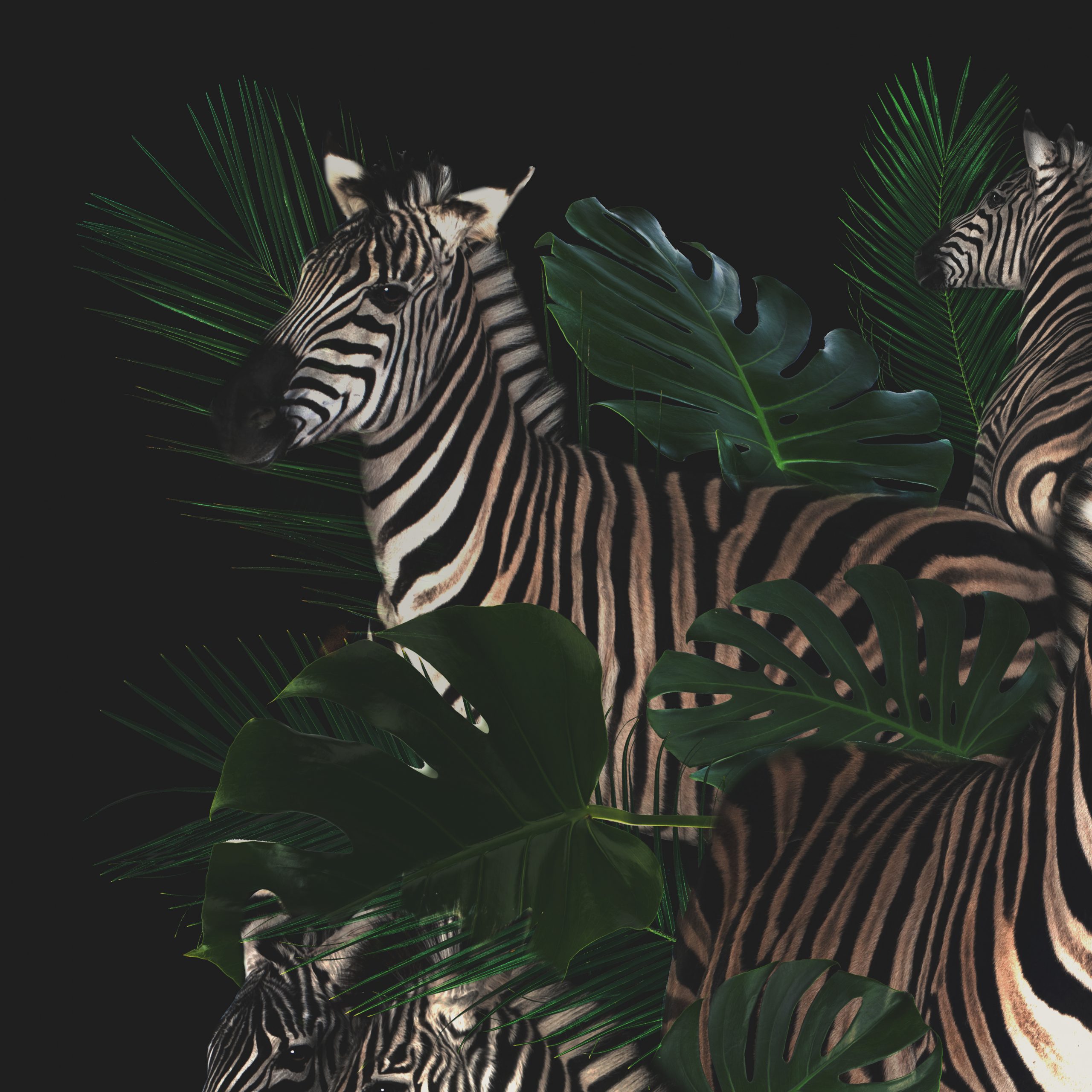 Linksboven Schilderij Zebra