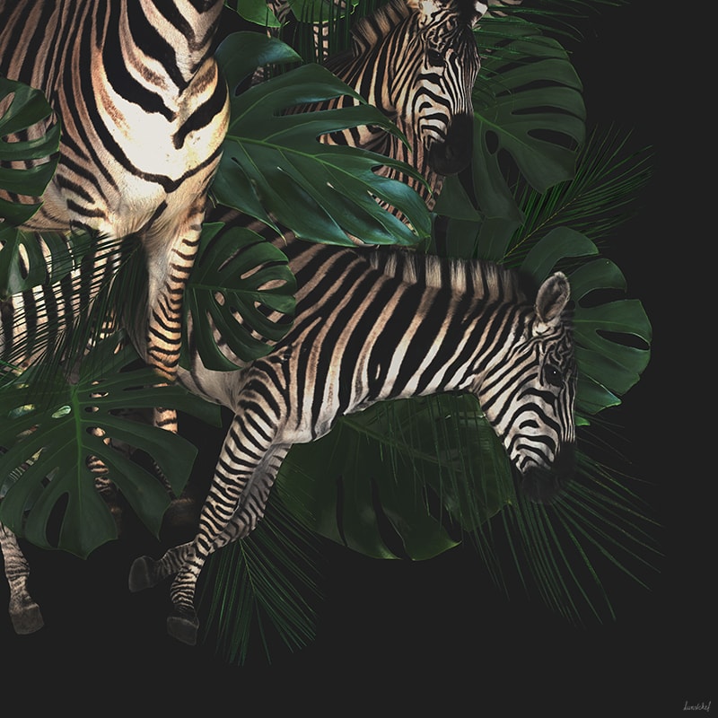 Rechtsonder Schilderij Zebra