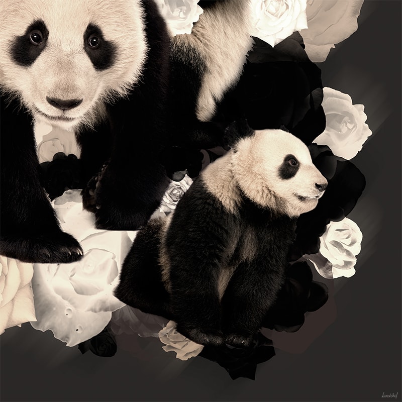 Rechtsonder Schilderij Panda