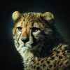 Schilderij Cheetah Zwarte Achtergrond