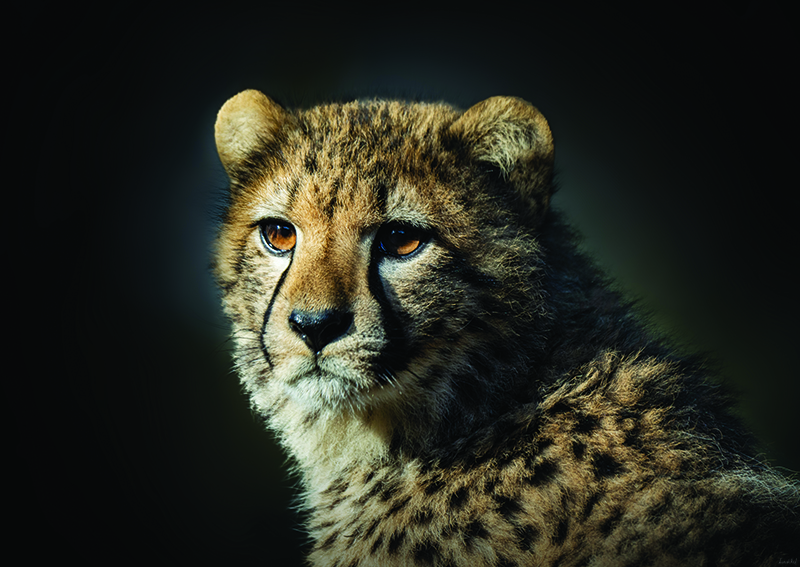 Schilderij Cheetah Zwarte Achtergrond
